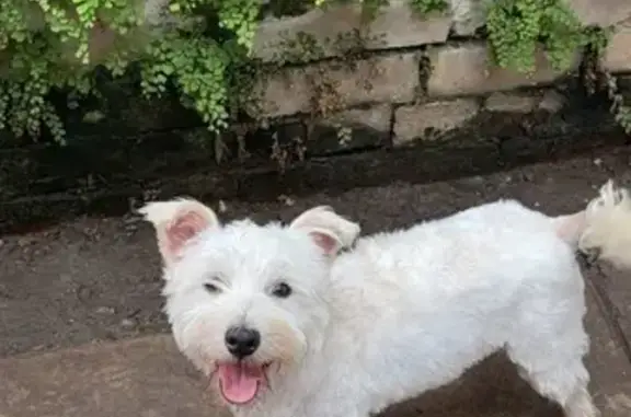 Lost pets Sydney, photo: Lost dog, Currawang Street, Canada Bay, Sydney - male white West Highland White Terrier, microchipped
