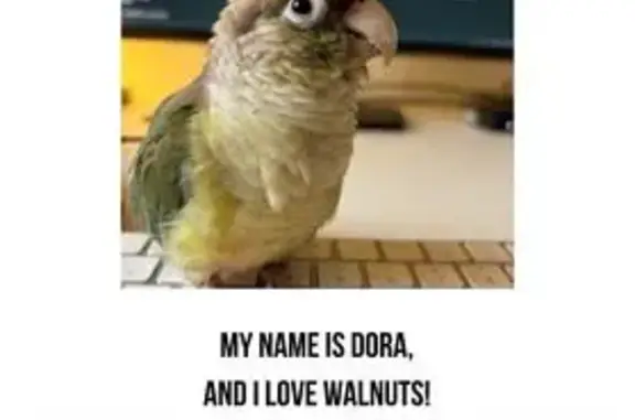 Lost bird — Kiddle Street, 16, Merri-Bek City, Darebin, female — green ring on leg - photo