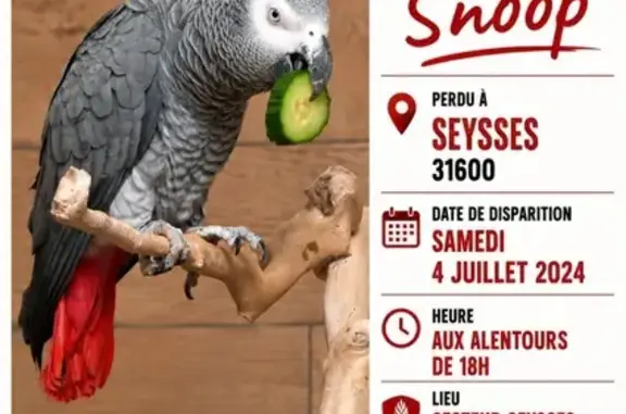 Animaux perdus Châtillon, photo: Perdue oiseau femelle, Route de Saint-Lys, 594, Seysses, Châtillon - perroquet très craintif