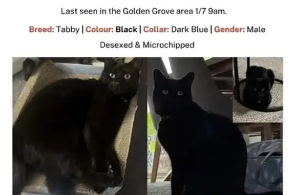 Lost cat, Golden Grove Road, 1, Tea Tree Gully, Para Hills - photo
