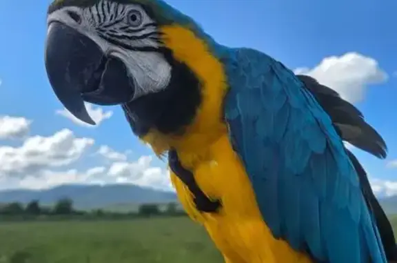 Perdue oiseau mâle, Grande Rue, 14, Chaux, Châtillon - ara bleu et jaune - photo