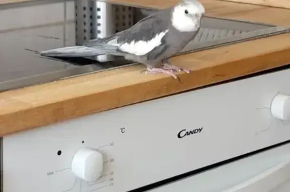 Animaux trouvés La Courneuve, photo: Trouvée oiseau, Résidence du Parc, 9, La Courneuve - colopsitte élégante gris blanc