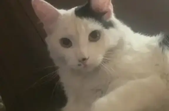 Perdido gato masculino en Magdalena Contreras, ojos verdes y cola negra - photo