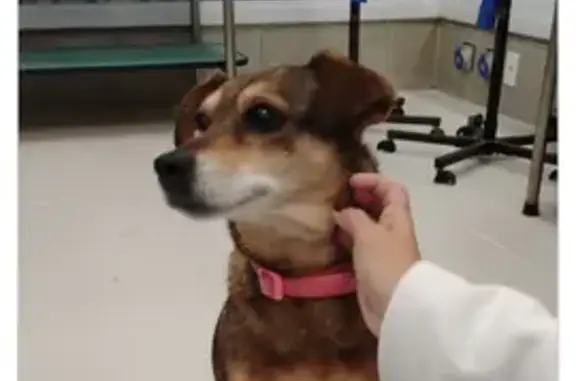 Encontrado cachorro fêmea com...