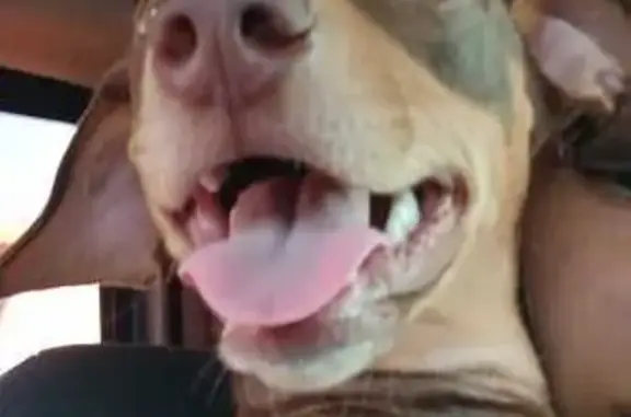 Perdido cachorro macho, Cidade...