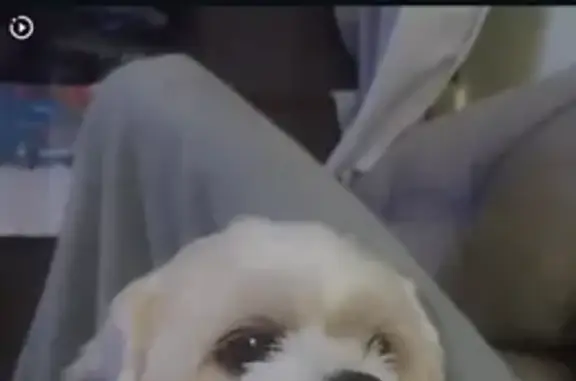 Perdido cachorro macho, Passag...
