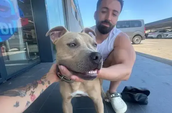 Perro encontrado, Calle Tirso...
