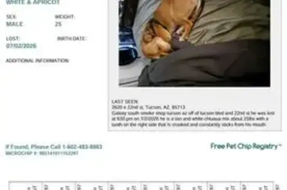 Lost dog, East 22nd Street, 2540, Tucson - male, tan chihuahua with white chest - photo
