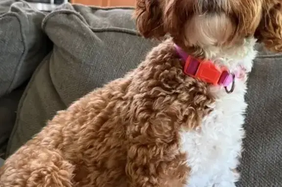 Lost dog, Old Plank Road, 8855, Jacksonville - photo