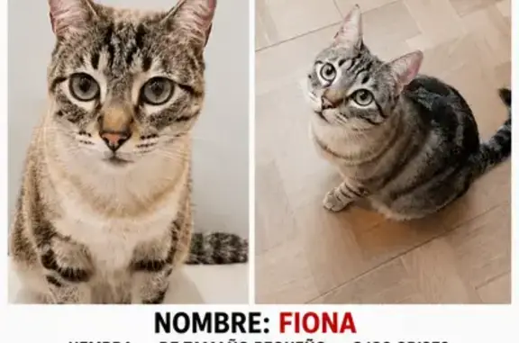 Perdido gato hembra, Calle Río Rhin, Torrevieja, Lebrija - tigrada gris con ojos grises - photo