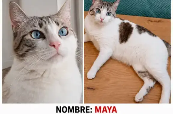 Perdido gato hembra, Calle Río Rhin, Torrevieja, Lebrija - ojos azules - photo