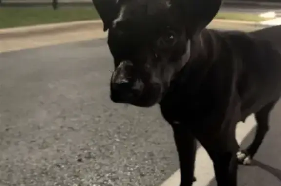 Found pets Milton, photo: Found dog, University Parkway, 10300, Pensacola, Milton - small black pitbull