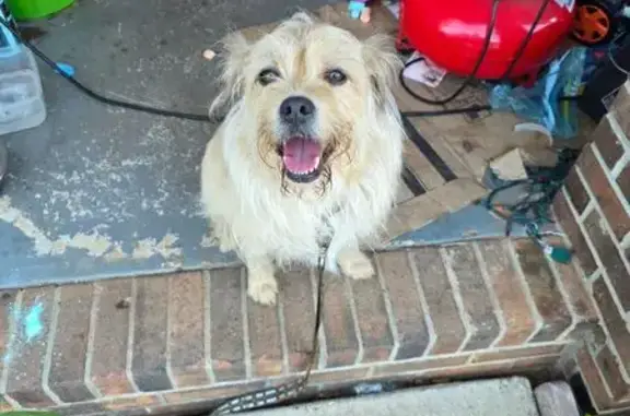 Found dog Charlotte, photo: Found dog, Flaherty Avenue, Wake Forest, Charlotte - female - has a collar, no tag