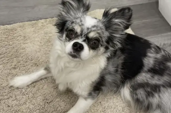 Lost dog, Jewell Road, 37, Dunkirk - female merle long-haired Chihuahua - photo