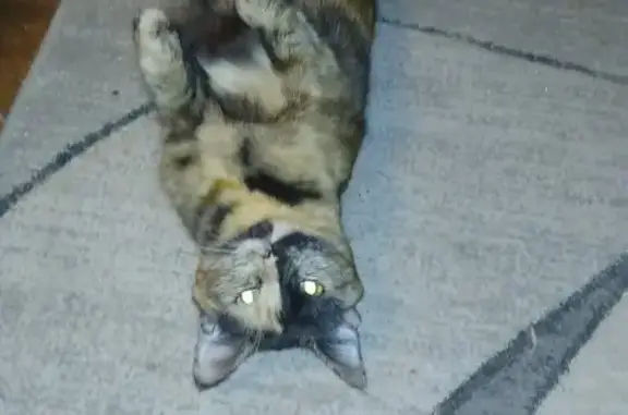 Lost pets South Ogden, photo: Lost cat, Grant Avenue, 3763, South Ogden, South Ogden — female tortoiseshell with a half black-and-orange face