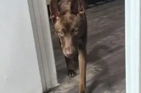 Lost pets Austin, photo: Lost dog, Willow Tank Drive, 14221, Austin — female, white chest patch