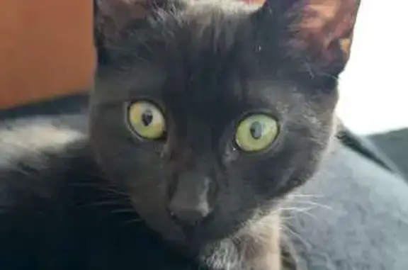 Chat perdu, La Mothe-Achard, photo: Chat perdu mâle, Rue René Fagot, 8, Saint-Avaugourd-des-Landes, Moutiers-les-Mauxfaits - noir aux yeux verts