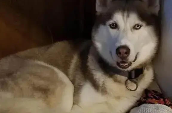 Lost pets West Pensacola, photo: Lost dog, Dewitt Drive, Florida, West Pensacola - male, heterochromatic eyes, no tail