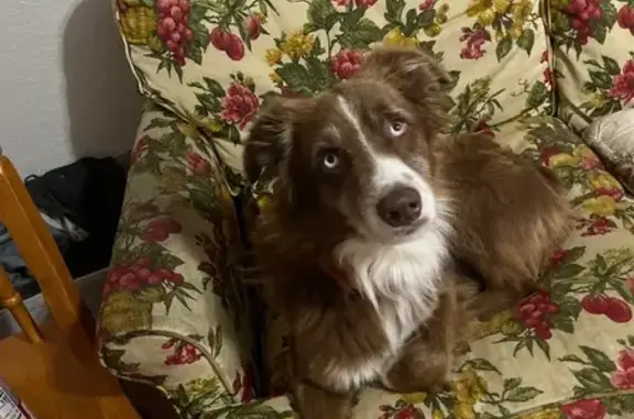 Lost pets Wichita Falls, photo: Lost dog, Kell West Boulevard, Wichita Falls - male, friendly, white/pink floral collar