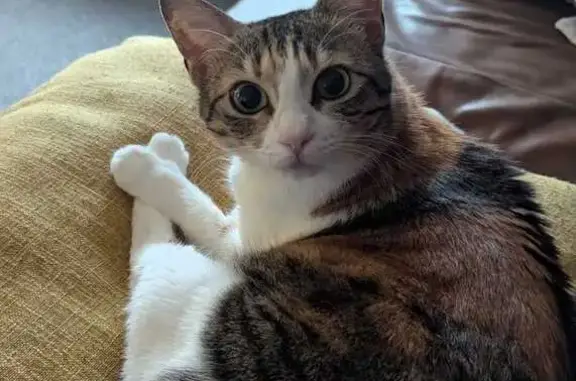 Lost cat, Beaumont Drive, London - ginger with black and brown stripes, white underbelly and legs - photo
