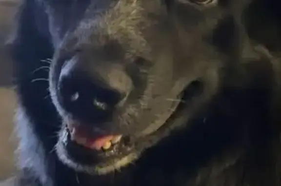 Lost dog, Victoria Road, Festus, Florissant - black/white, long hair - photo