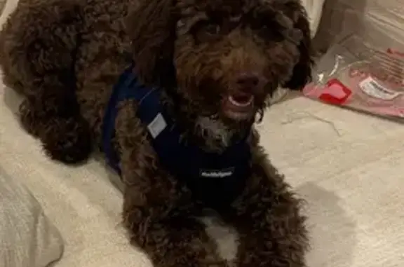 Lost dog, Minnette Court, Nashville - chocolate brown, blue harness and leash - photo