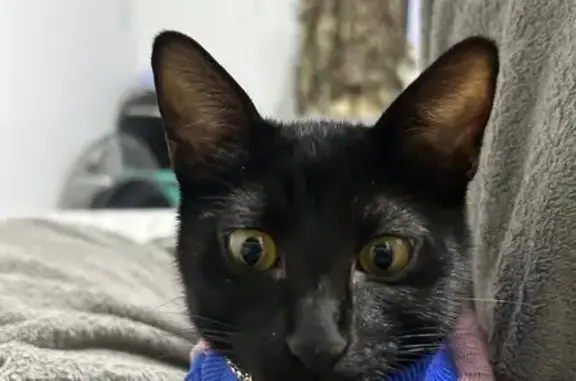 Perdido gato fêmea, Rua Otto d...