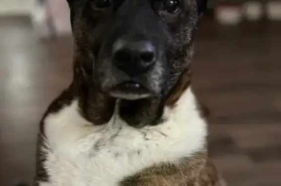 Lost pets Gulfport, photo: Lost dog, Briarwood West Drive, 103, Gulfport - female brindle mixed breed