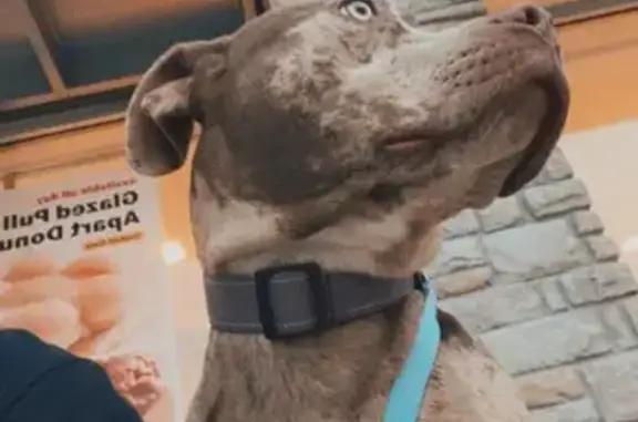 Lost pets Garner, photo: Lost dog, Darnley Street, 2420, Garner - female pitbull, brown and tan red merle