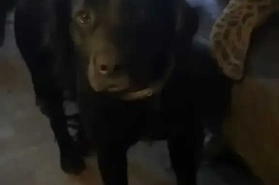 Lost dog, Flowertown Road, 120, Stroudsburg, Dallas - female with a short purple collar - photo