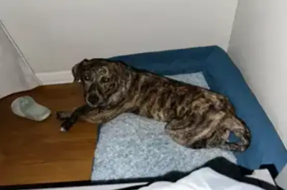 Lost dog, Westview Drive, Springfield, El Paso — female, black/brown brindle - photo
