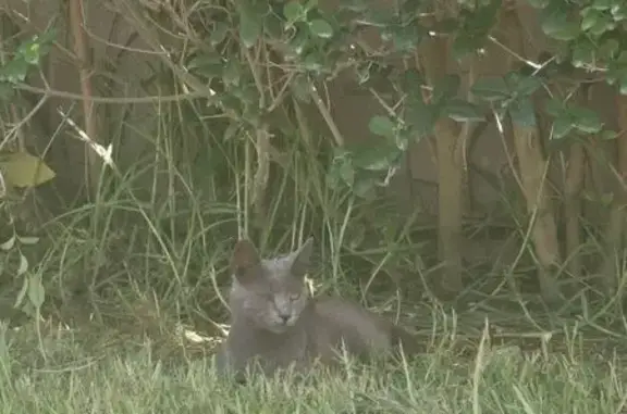 Encontrado gato, Carretera de...