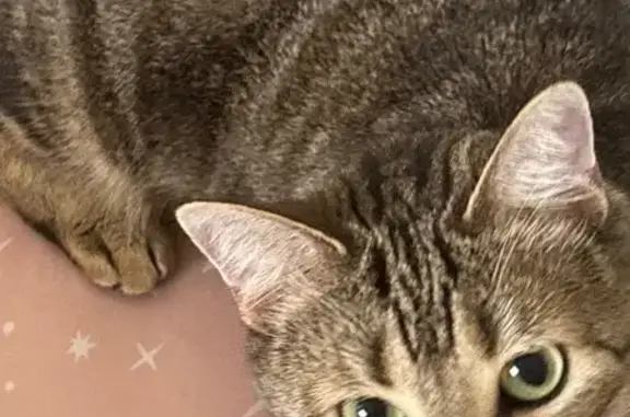 Lost cat, East Avenue G, 315, Killeen - female, microchipped - photo