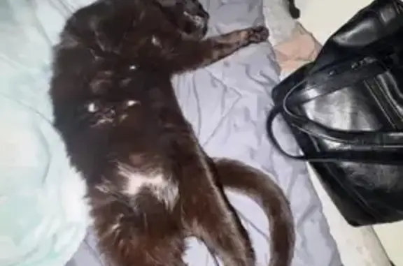 Lost pets North Mankato, photo: Lost cat, Rolling Green Trail, 2198, North Mankato - green eyes, 14 lbs