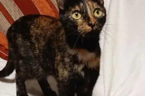 Perdido gato hembra, Calle Perú, 10, Móstoles - pequeña, carey - photo