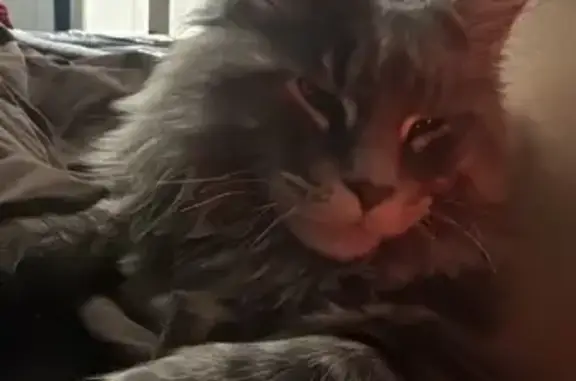 Perdido gato masculino, Boluet...