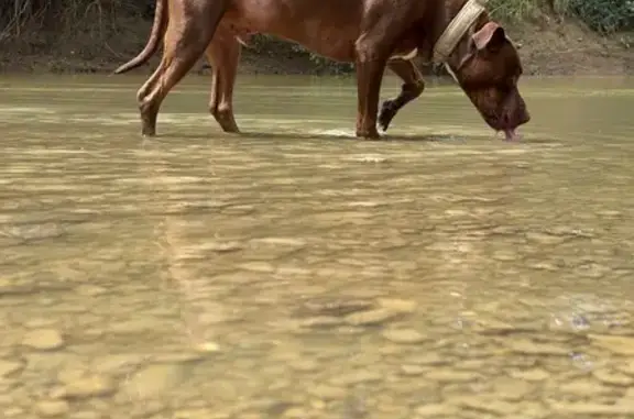Lost dog, Cedar Creek Road, Louisville — brown pitbull with a tan military-style collar - photo