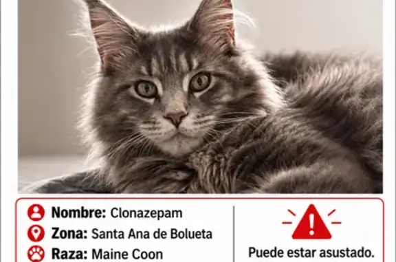 Perdido gato macho, Boluetako...