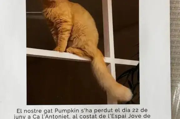 Perdido gato masculino, Carrer...