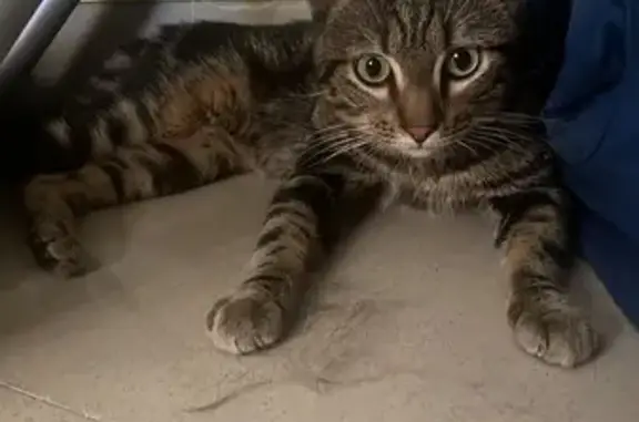 Encontrado gato macho, Avingud...