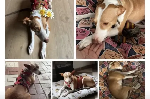 Perdido perro hembra, Carrer d...