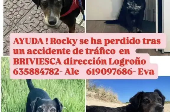 Perdido perro macho, Grisaleña...