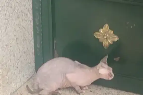 Perdido gato hembra, Calle Est...