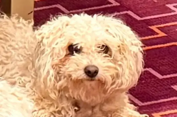 Lost dog, Brown Leaf Avenue, 9203, Arlington - cream white maltipoo - photo