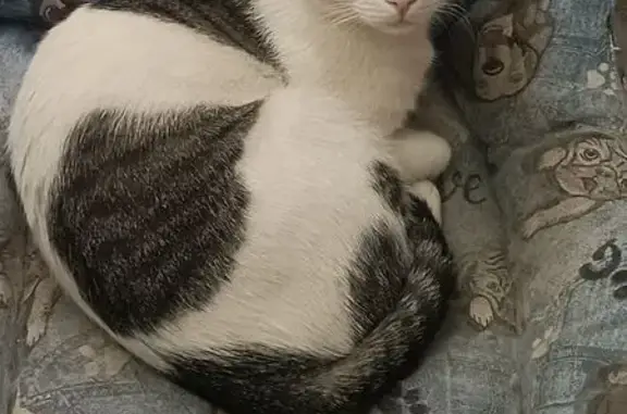 Perdido gato masculino, Huerta...