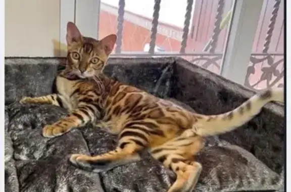Perdido gato macho, Calle Dios...