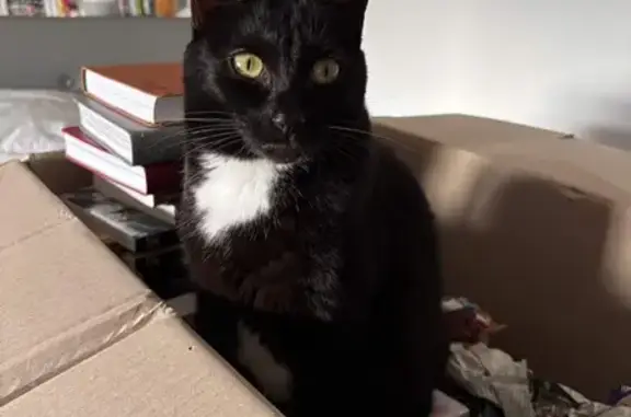 Chat perdu, Paris, photo: Perdu chat femelle, Mormant, Île-de-France, Paris — tache blanche au cou et aux pattes