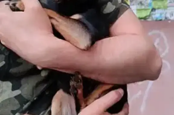 Знайдена крихітна собачка. Дівчинка. Цуценя. Бігала налякана, кликала господаря. Господарь відгуенися.