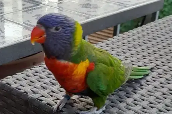 Animaux trouvés Villeurbanne, photo: Trouvée oiseau, Boulevard Honoré de Balzac, 7, Villeurbanne - bague bleue avec code