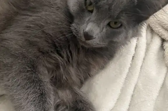 Lost pets Arlington, photo: Lost cat, Mason Road, Memphis, Arlington - fluffy grey, small for his age